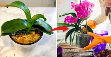 Pourquoi mes petites plantes ne fleurissent pas 5 raisons à savoir