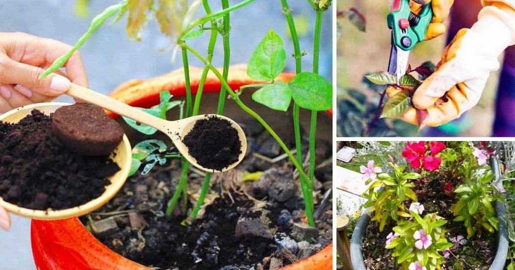 12 astuces pour faire fleurir vos plantes