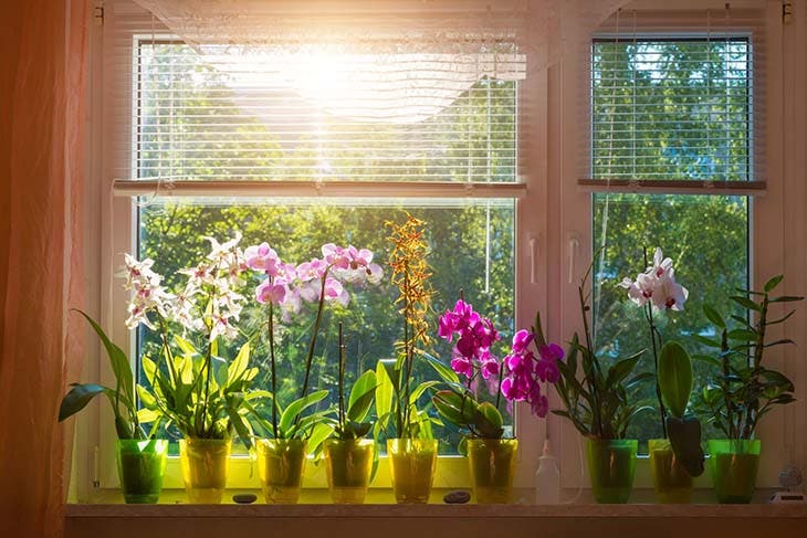 12 astuces pour faire fleurir vos plantes