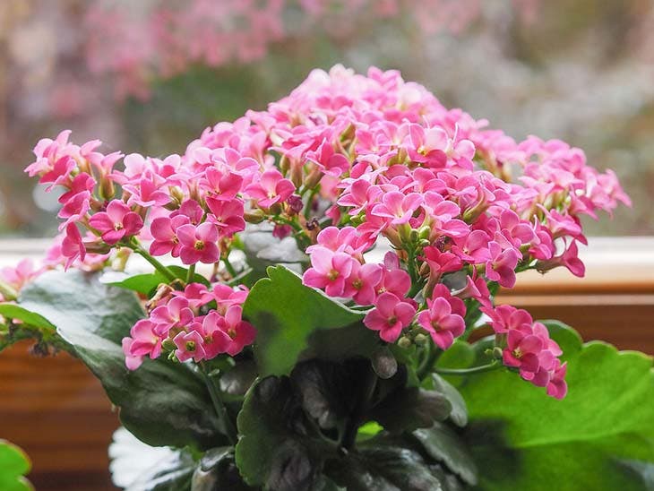 12 astuces pour faire fleurir vos plantes
