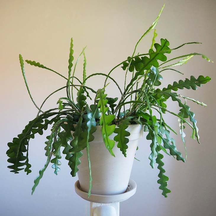 4 plantes d’intérieur « immortelles », parfaites pour ceux qui n’ont pas la main verte