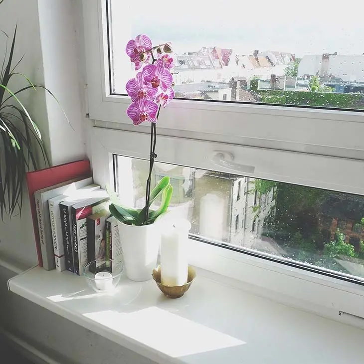 Orchidée comment avoir une belle floraison et conserver la plante en bonne santé