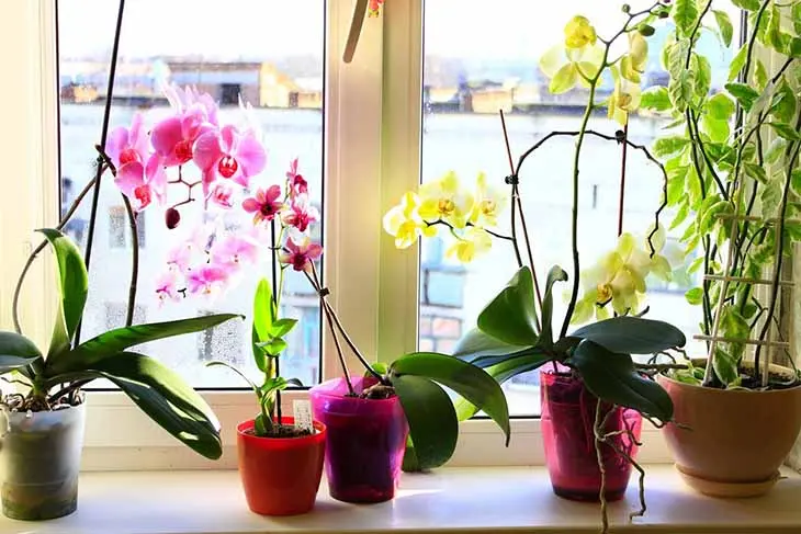 Orchidée comment avoir une belle floraison et conserver la plante en bonne santé