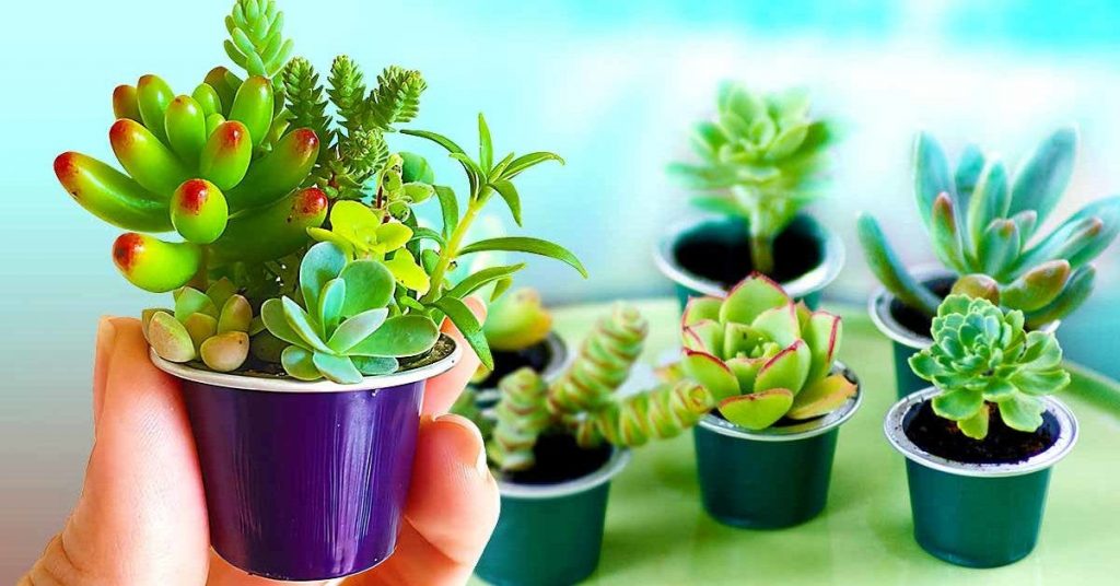 Voici comment recycler les capsules de café en pots pour plantes