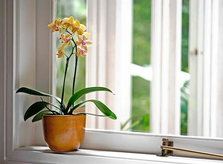 L’astuce géniale des fleuristes pour faire durer les orchidées