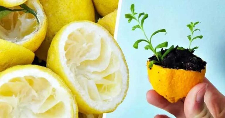 Ne jetez plus la peau du citron, voici comment l’utiliser pour faire pousser un citronnier