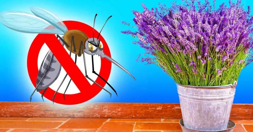 10 super plantes qui éloignent les insectes de votre maison : mieux que les produits chimiques