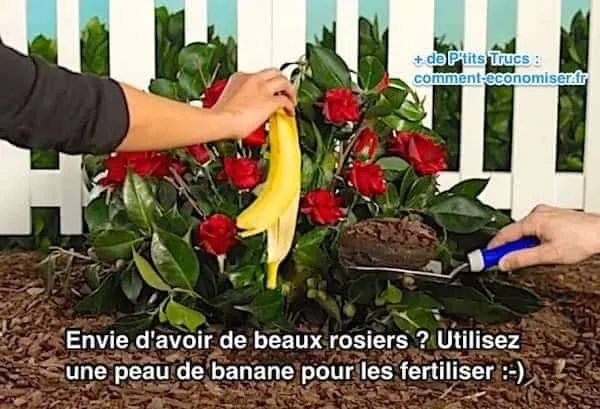 Arrêtez de Jeter les Peaux de Bananes ! Voici 20 Façons De Les Utiliser
