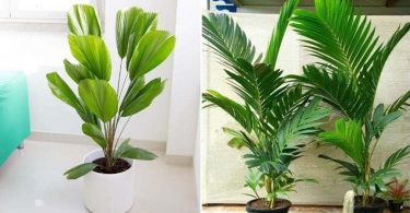 Comment entretenir votre palmier d’intérieur pour qu’il reste aussi vert qu’au premier jour ?