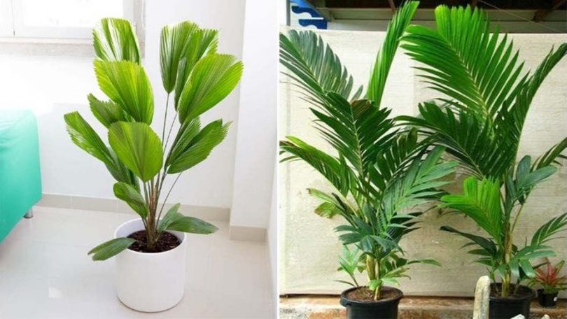 Comment entretenir votre palmier d’intérieur pour qu’il reste aussi vert qu’au premier jour ?