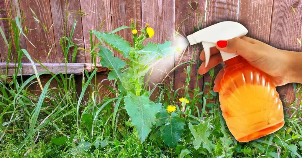 Comment tuer les mauvaises herbes sans abîmer la pelouse ?