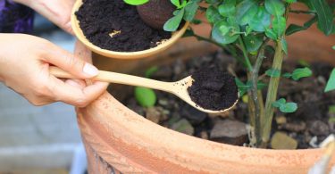 10 utilisations du marc de café qui vont changer votre façon de jardiner