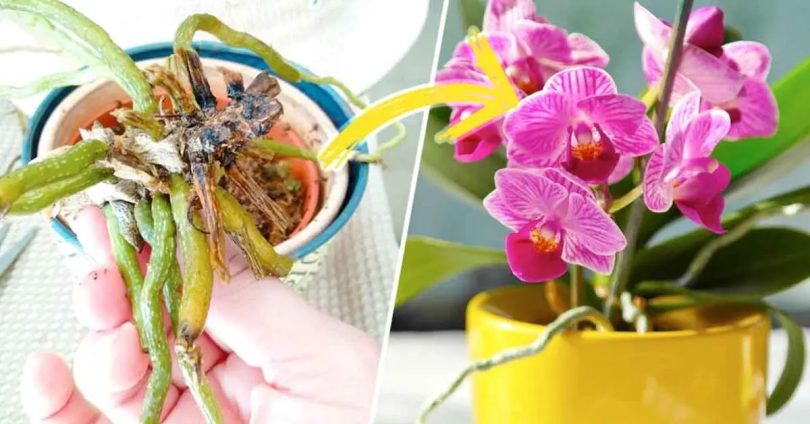 L’astuce de génie pour sauver une orchidée mourante facilement