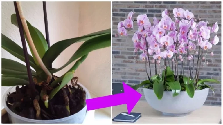 Orchidées : 5 Astuces Simples et Efficaces Pour Les faire Renaître