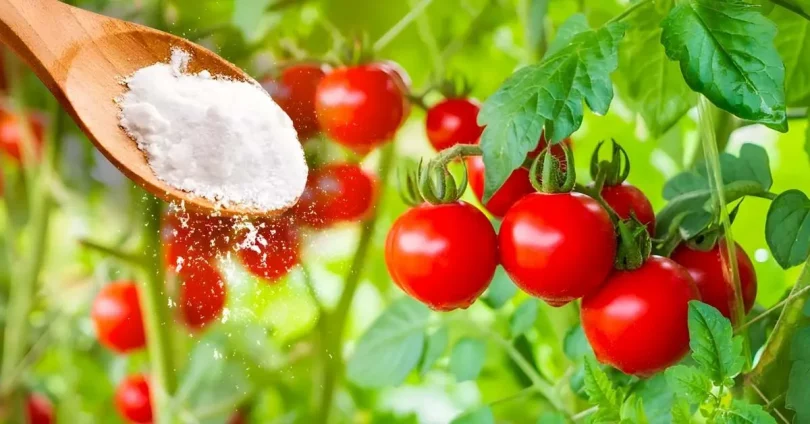 Pourquoi faut-il saupoudrer les plant de tomate avec du bicarbonate L’astuce des jardiniers expérimentés