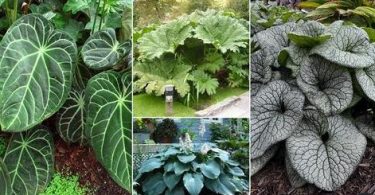 18 Plantes d’extérieur à grandes feuilles | Plantes à grand feuillage