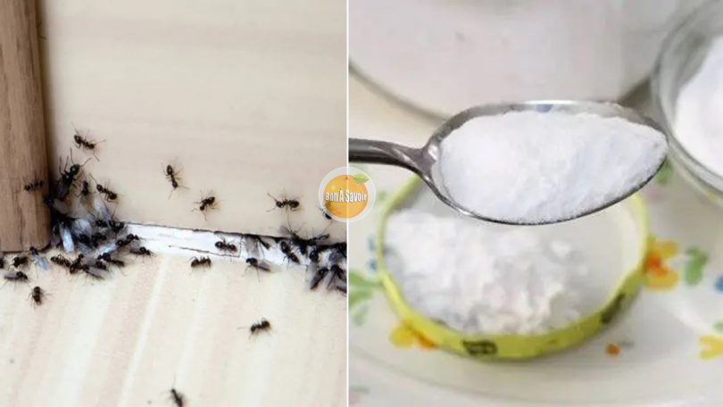Le Secret Pour Se Débarrasser des Fourmis Rapidement - Bon À Savoir