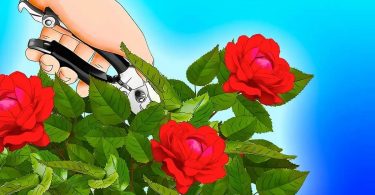 Comment faire fleurir vos roses durant tout l’été ? Une astuce brillante que peu de gens connaissent