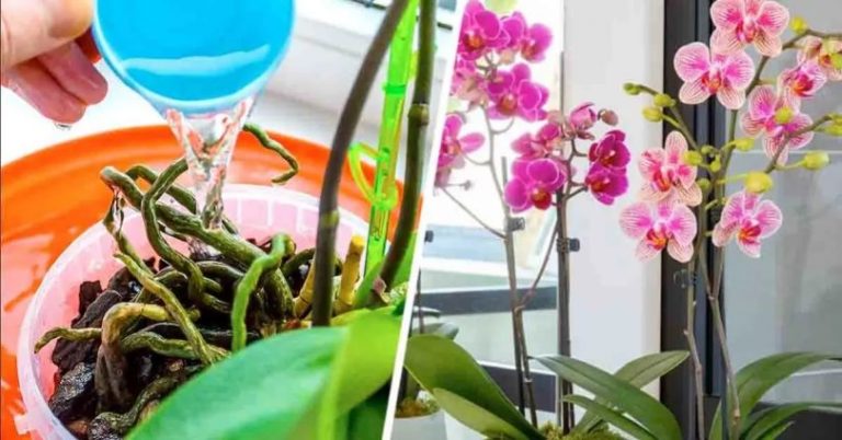 L’astuce de génie pour obtenir deux orchidées à partir d’une plante