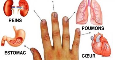 Les doigts sont connectés aux organes, guérissez vos maladies avec cette méthode japonaise