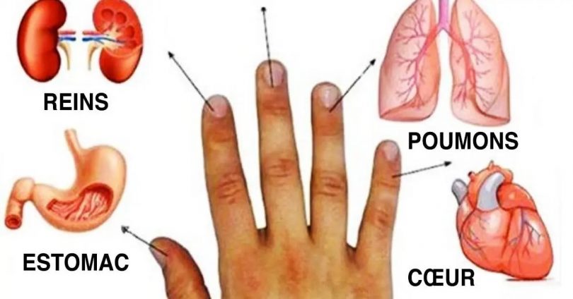 Les doigts sont connectés aux organes, guérissez vos maladies avec cette méthode japonaise